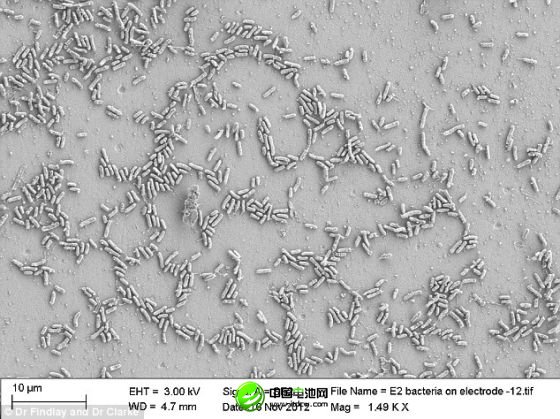 通過顯微鏡看到，海洋細(xì)菌希瓦氏菌的合成版本與碳電極發(fā)生互動