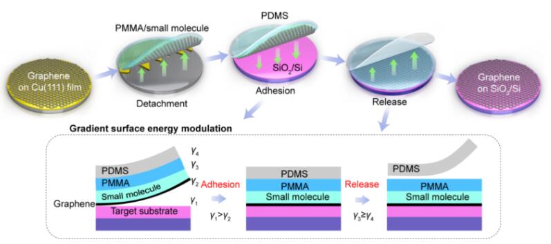 晶圓級石墨烯等二維材料的梯度表面能調(diào)控轉(zhuǎn)移方法